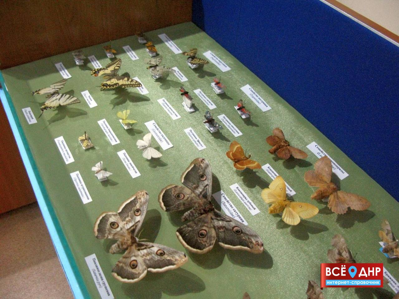 Ставропольский краеведческий музей бабочки