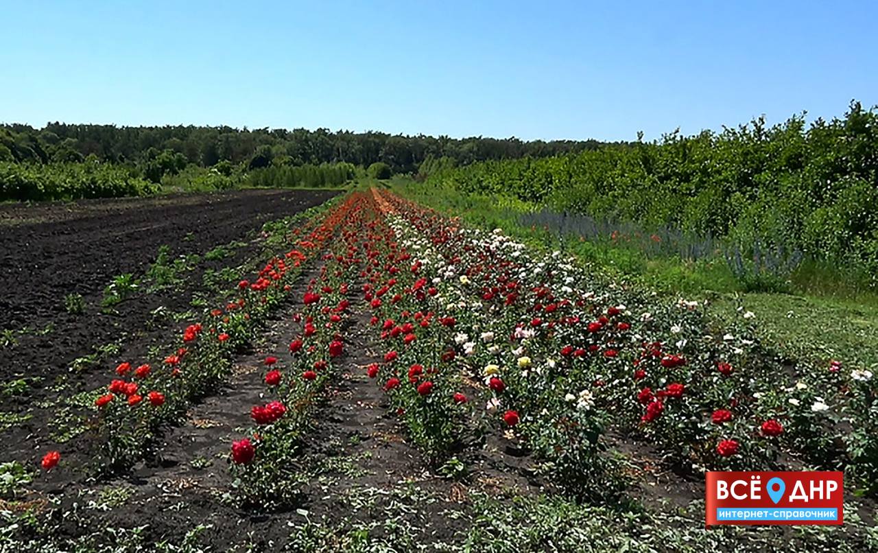 Купить Розы В Донецке Днр Саженцы