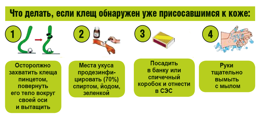 Как удалить клеща если он присосался. Что делать при обнаружении клеща на теле. Что делать если обнаружили клеща. Что нужно сделать при обнаружении клеща на теле. Что делать если присосался клещ кратко.