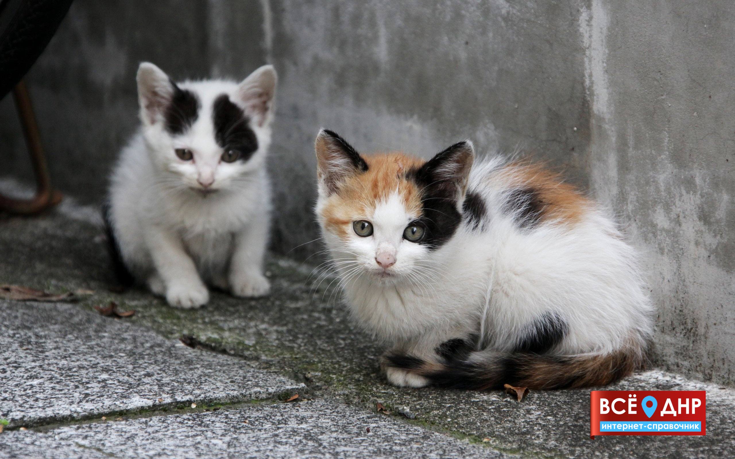 Семья из Иванова спасла около 80 котов в освобождённом Мариуполе