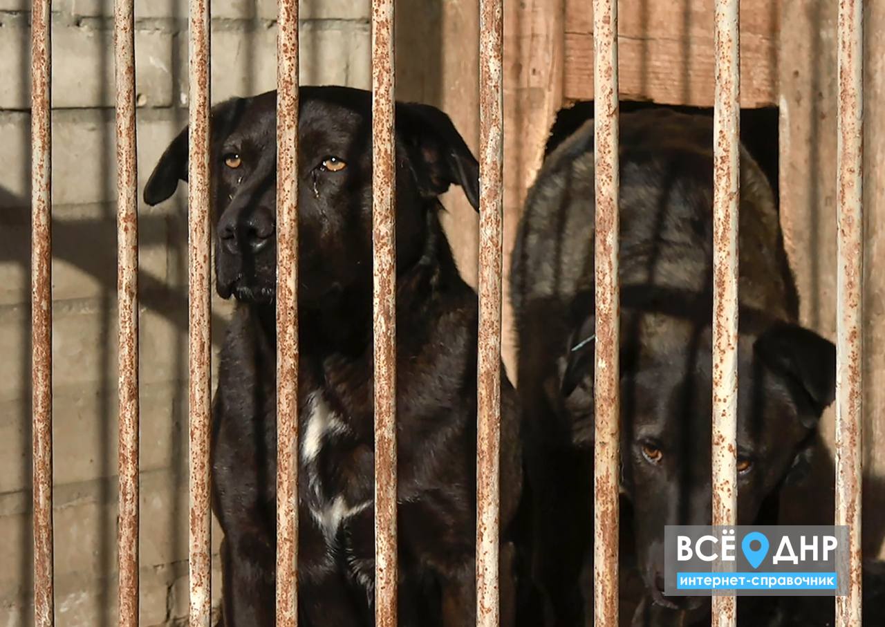 В Донецке продолжают стерилизовать бездомных животных | Все о ДНР