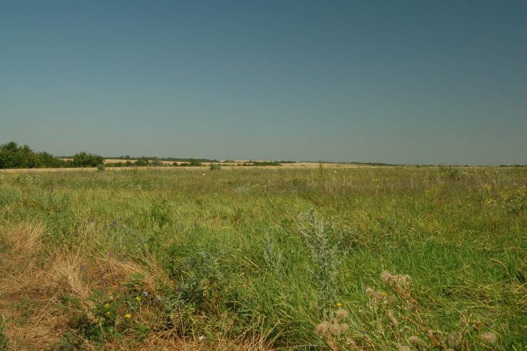 Археологи Донецкого краеведческого музея ведут раскопки в районе села Великая Шишовка (фото)