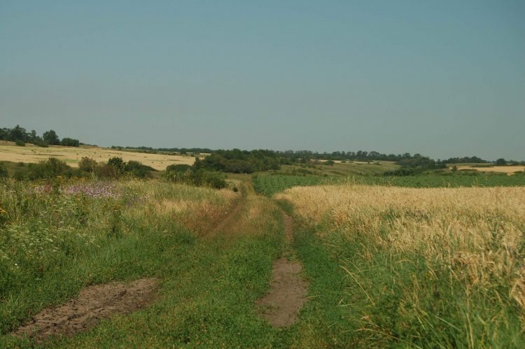 Археологи Донецкого краеведческого музея ведут раскопки в районе села Великая Шишовка (фото)