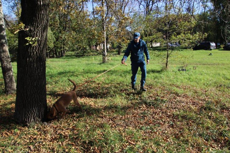 Кинологическая служба МЧС ДНР пополнилась четырьмя щенками бельгийской овчарки малинуа