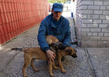 Кинологическая служба МЧС ДНР пополнилась четырьмя щенками бельгийской овчарки малинуа