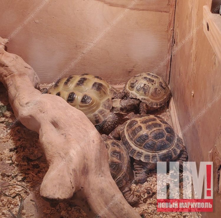 В Мариуполе начнет работать первый контактный зоопарк с 11 ноября