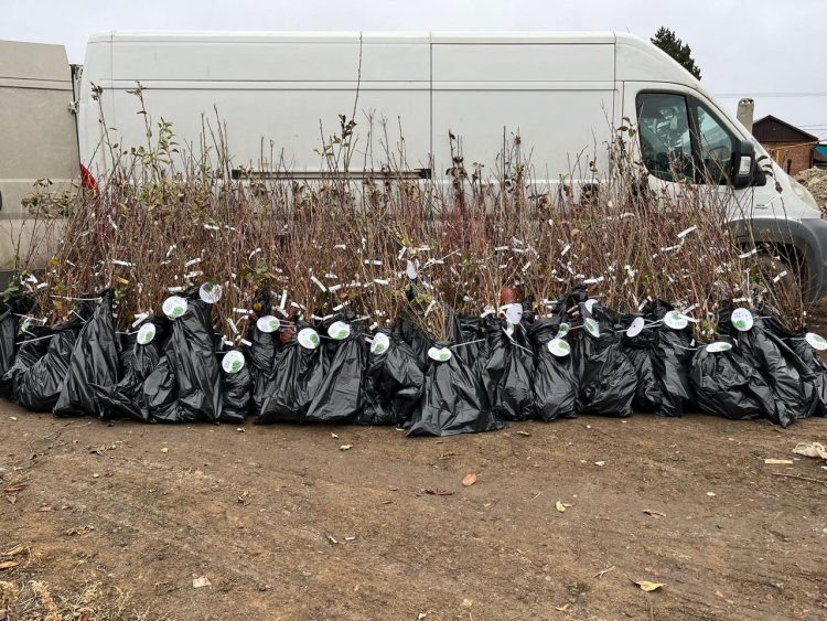 Семьям из ДНР раздадут более тысячи саженцев плодовых деревьев и кустарников