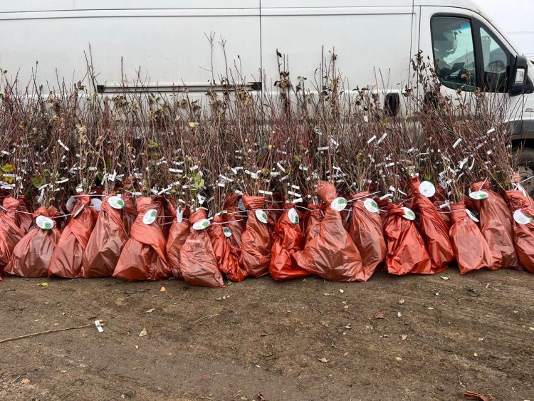 Семьям из ДНР раздадут более тысячи саженцев плодовых деревьев и кустарников