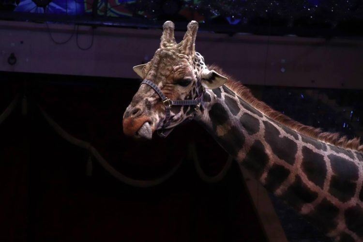 Новогодние представления Росгосцирка увидели более 48 тысяч жителей ДНР