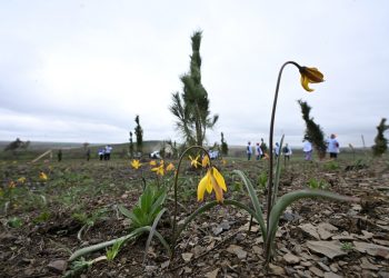 В Амвросиевском округе высадили патриотический геоглиф «Победа»