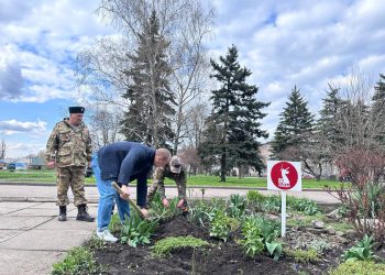 В Иловайске высадили розы в рамках акции «Зелёный Донбасс», приуроченной к 80-летию Великой Победы