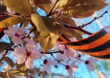 День Победы 9 мая, георгиевская ленточка и цветы, весна майские праздники