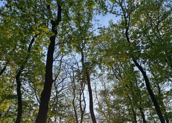 Деревья весной в парке