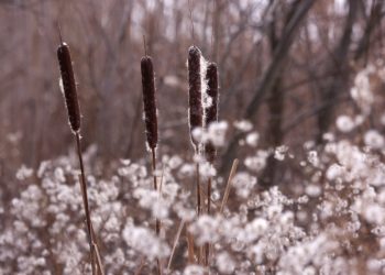 Территории ДНР и Запорожской области вошли в состав новой природоохранной зоны
