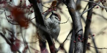 Жители ДНР могут принять участие во всероссийской переписи воробьёв