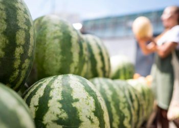 В Новоазовском округе пройдёт первый фестиваль арбуза