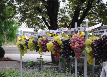 В Донецке возродят выставку «Виноград Донбасса» после длительного перерыва