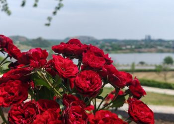 Как правильно подготовить розы к зиме?