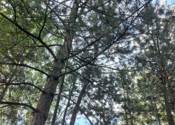 Рослесхоз готов восстановить леса Донбасса и Новороссии в течение трех-пяти лет