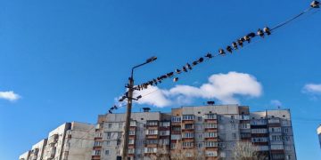 Птицы сидят на проводах, многоквартирный дом в Донецке, Текстильщик, ДНР