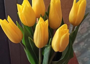 желтые тюльпаны