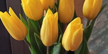 желтые тюльпаны
