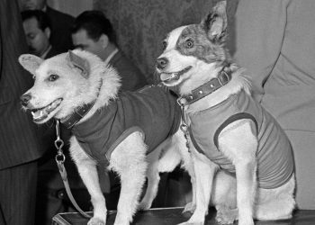 Кто был до Гагарина: животные в космосе