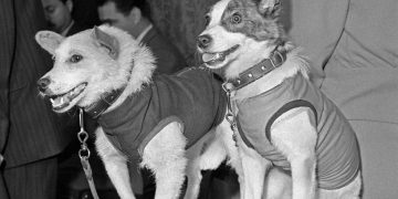 Кто был до Гагарина: животные в космосе