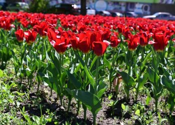 Важное в регионе за 20 апреля