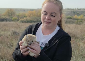 В заповеднике «Степь Донецкая» восстанавливают популяцию ушастых ежей